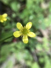 Ranunculus cantoniensis