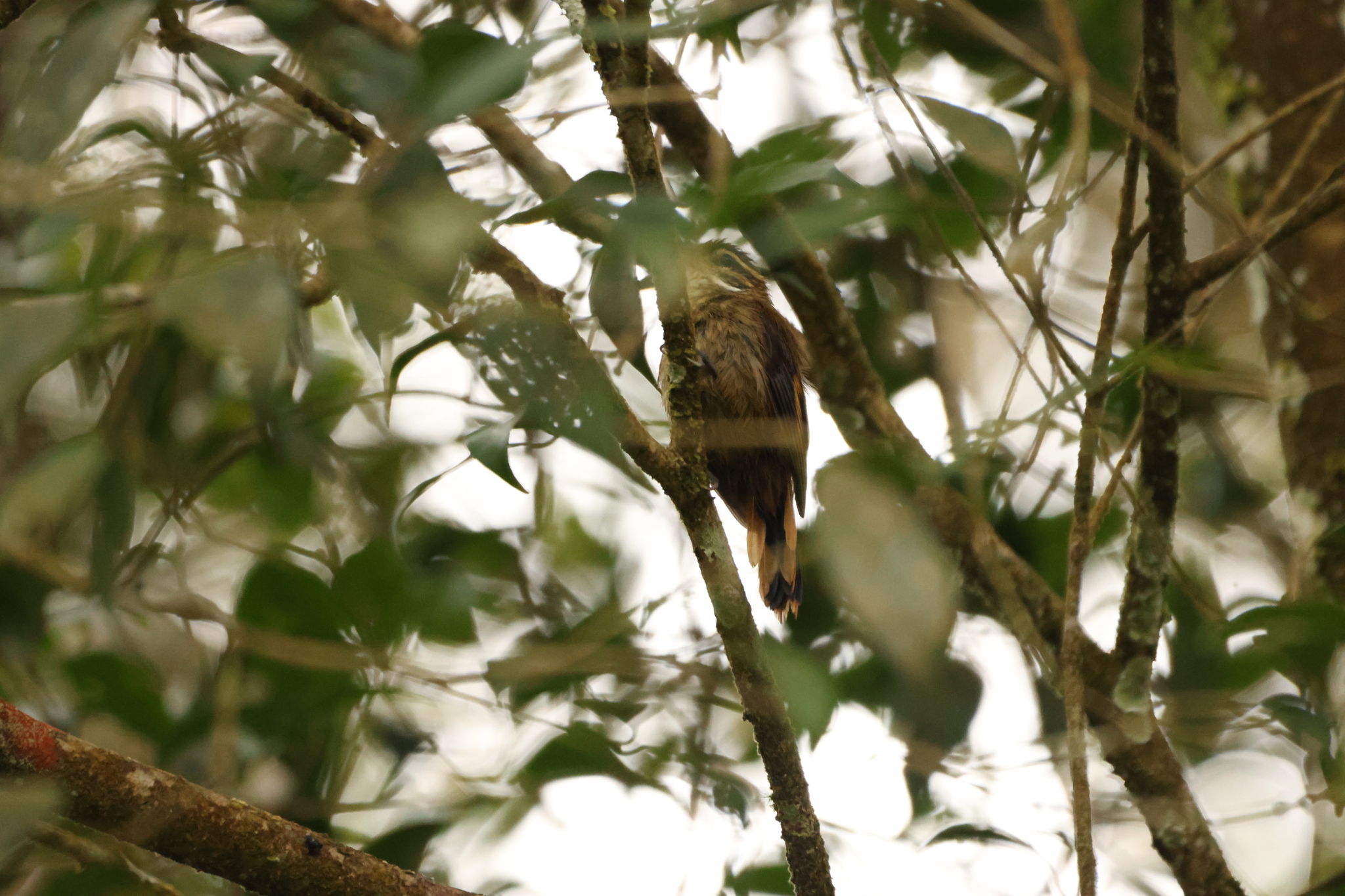 Atlantic Plain Xenops (Xenops minutus), photo 2