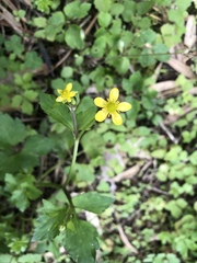 Ranunculus cantoniensis