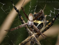 Argiope argentata