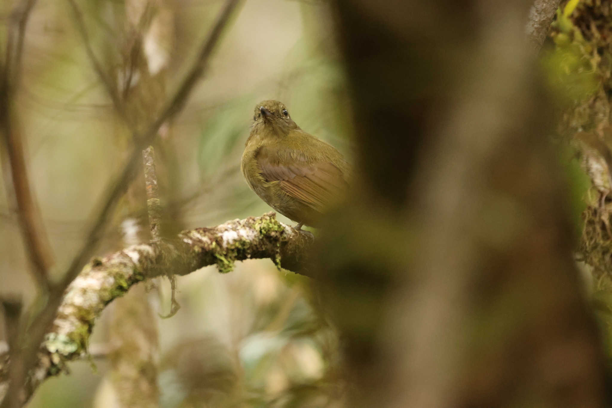 Greenish Schiffornis (Schiffornis virescens), photo 10