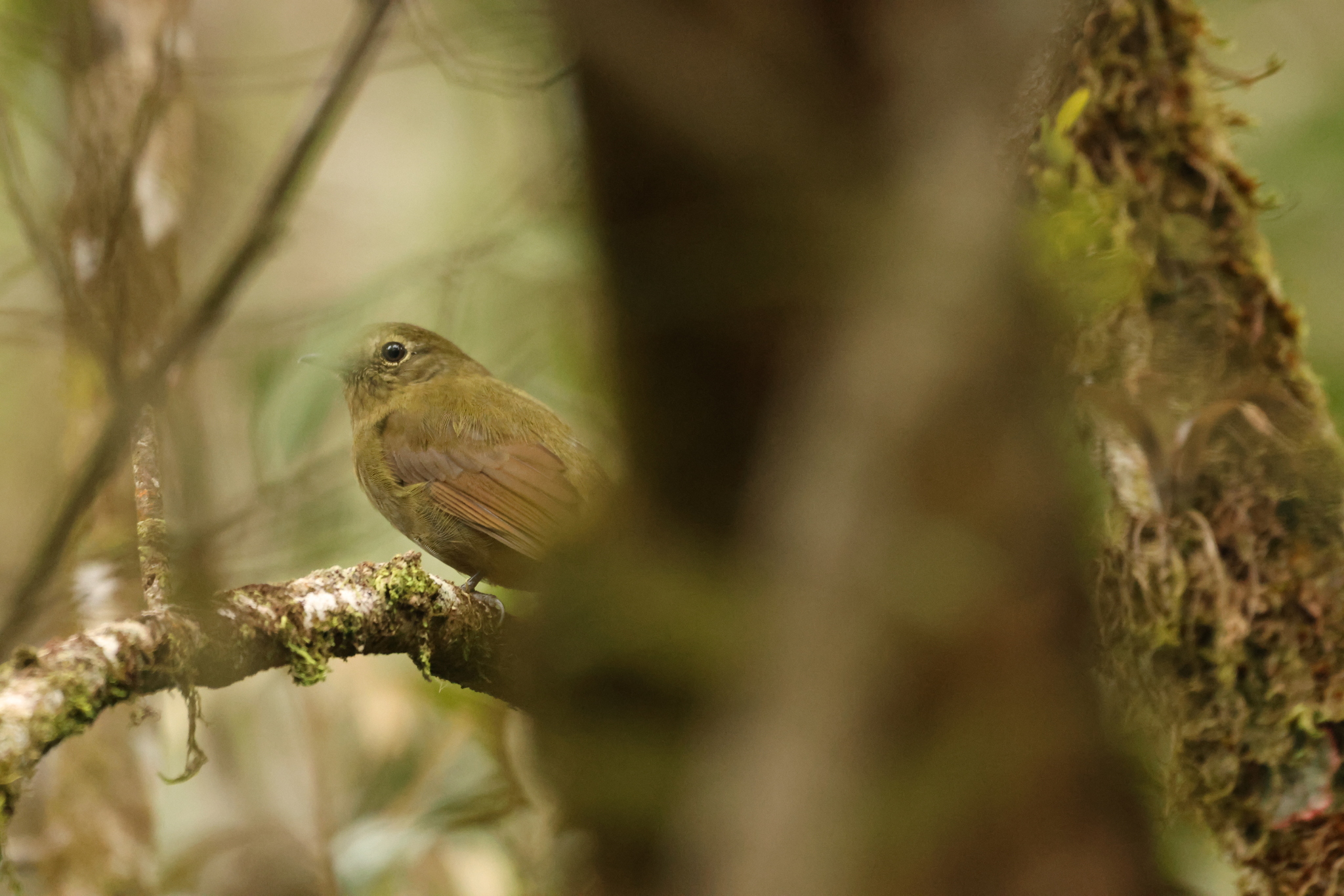 Greenish Schiffornis (Schiffornis virescens), photo 9