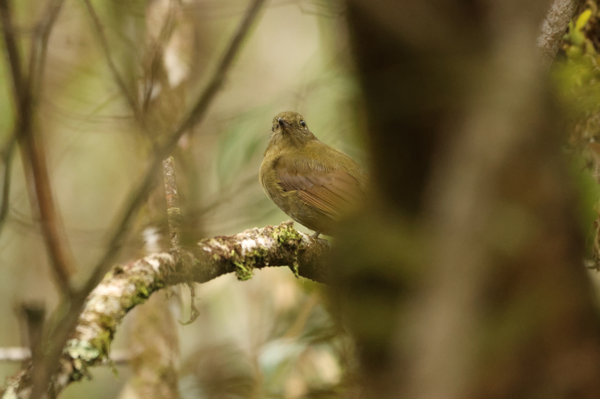 Greenish Schiffornis (Schiffornis virescens), photo 8