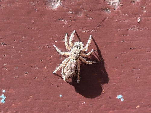 Gray Wall Jumping Spider