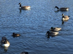 Branta canadensis