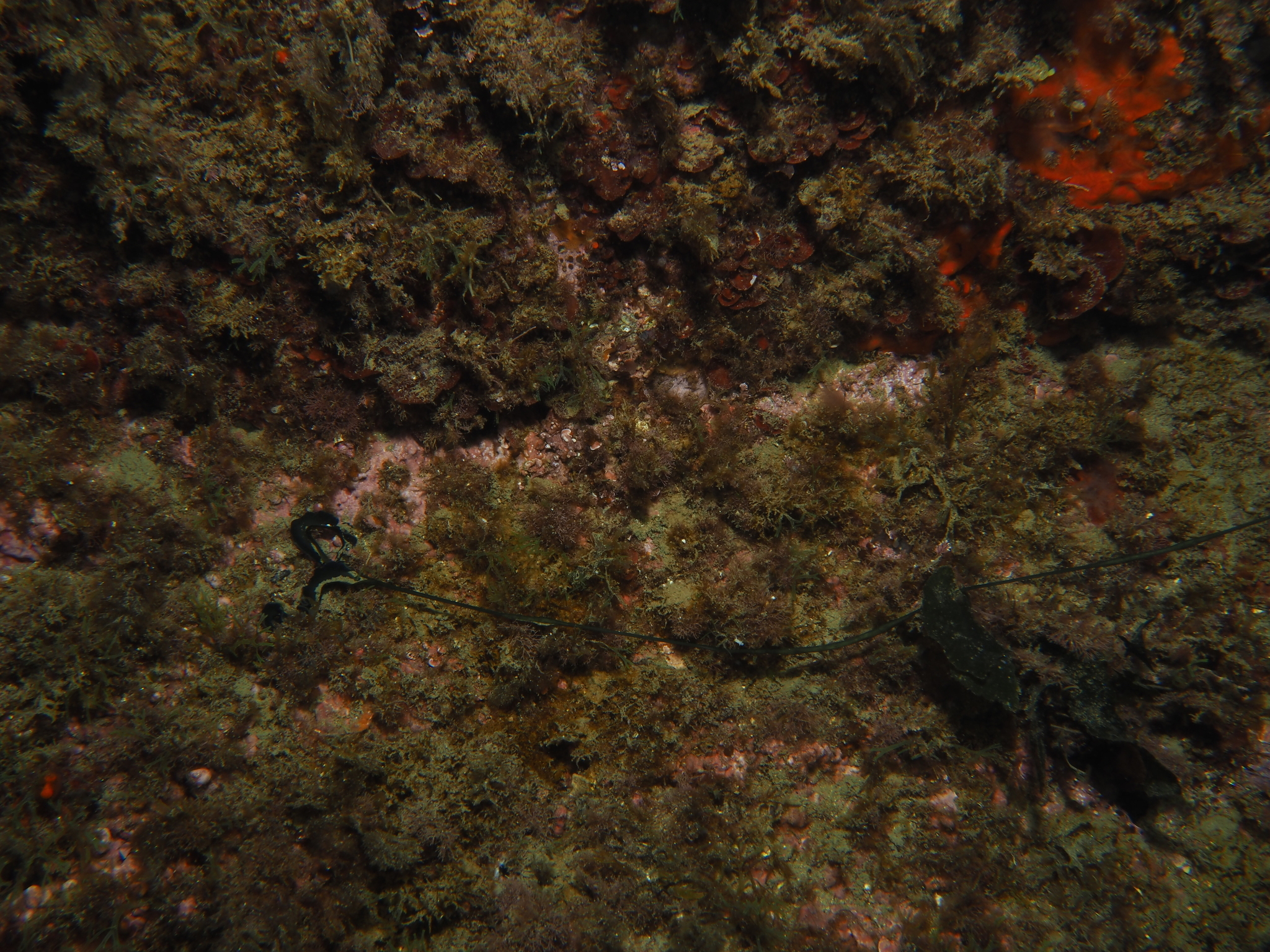 Bonellia viridis Rolando, 1822