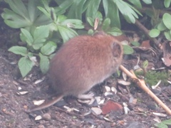 Clethrionomys glareolus