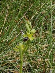 Ophrys fusca funerea