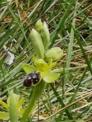 Ophrys fusca funerea