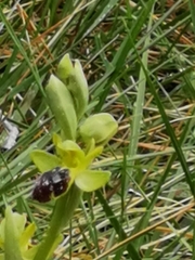 Ophrys fusca funerea