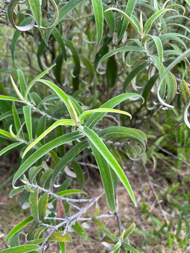 Sagewood (Buddleja salviifolia)