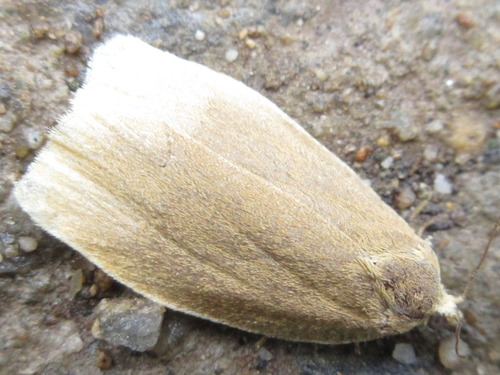 Choristoneura luticostana