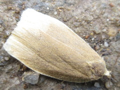 Choristoneura luticostana