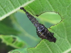 Gastrolina thoracica