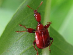 Leptapoderus rubidus