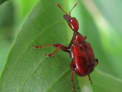 Leptapoderus rubidus
