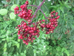 Sambucus sieboldiana