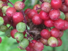 Sambucus sieboldiana