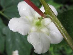 Actinidia polygama