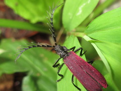 Macrolycus flabellatus