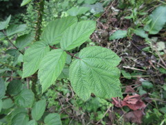 Rubus coreanus