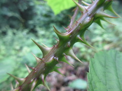 Rubus coreanus