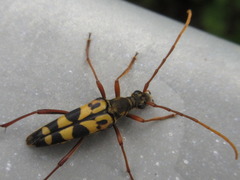 Leptura annularis