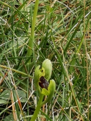Ophrys fusca funerea
