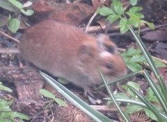 Clethrionomys glareolus