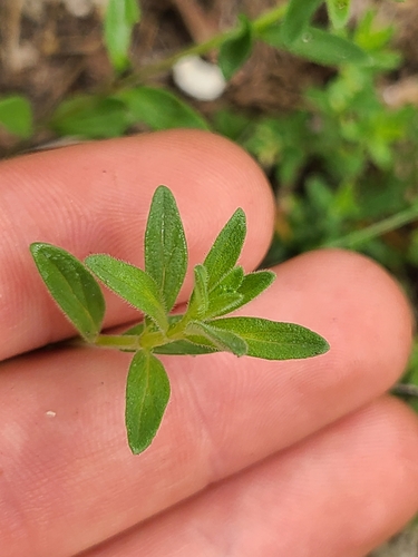 Reverchon's false pennyroyal (Hedeoma reverchonii)