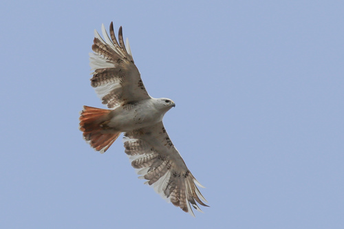 Eastern Red-tailed Hawk photographed in Vermont