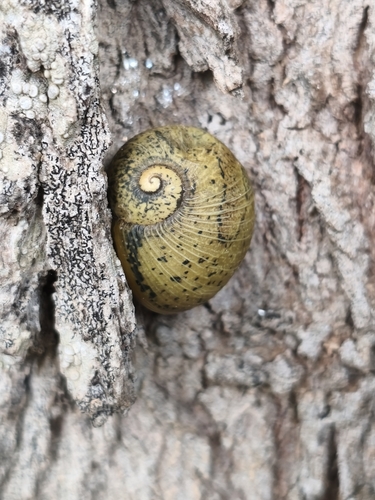 Cantareus apertus