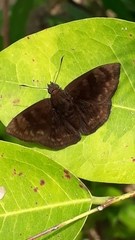 Pachyneuria licisca