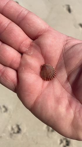 Argopecten irradians