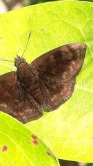 Pachyneuria licisca
