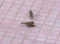 Passer domesticus