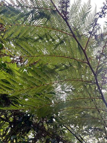 Grassveld Tree Fern (Cyathea dregei)