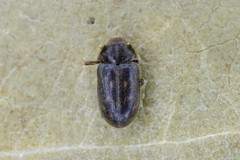 Heterocerus obsoletus