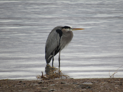 Great Blue Heron photographed in Nevada