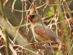 Cardinalis cardinalis cardinalis