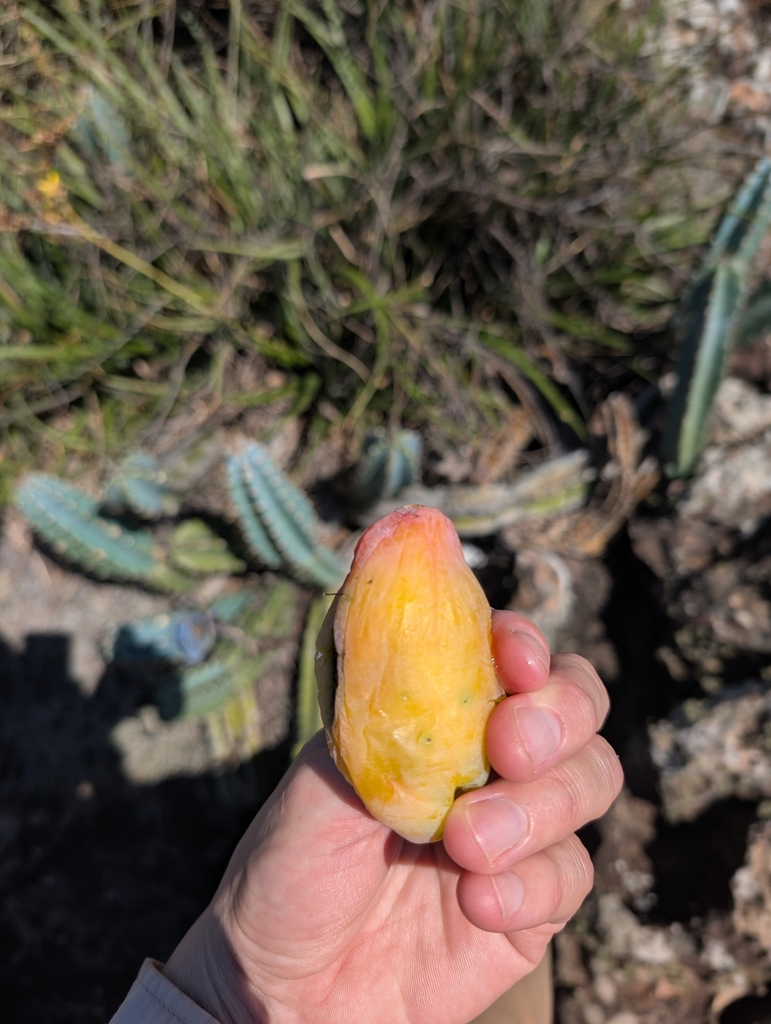 Cereus lanosus (Cereus lanosus)