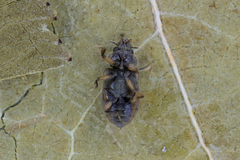 Heterocerus fenestratus