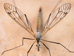 Tipula pseudovariipennis