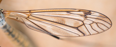 Tipula pseudovariipennis