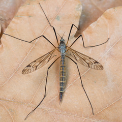 Tipula pseudovariipennis