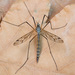 Tipula pseudovariipennis - Photo (c) Vladimir Bryukhov, algunos derechos reservados (CC BY-NC), subido por Vladimir Bryukhov