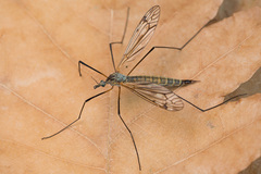 Tipula pseudovariipennis