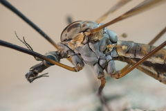 Tipula pseudovariipennis