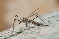 Tipula pseudovariipennis