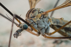 Tipula pseudovariipennis